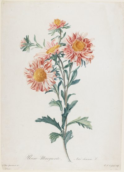 Reine-Marguerite, aus Fleurs Dessinees d