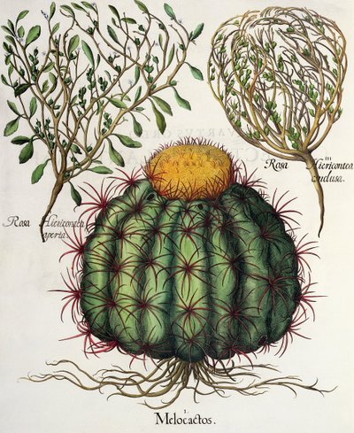 1. Melocactus; 2. Rosa Hiericontea aperta; 3. Rosa Hiericontea conclusa, aus dem Hortus Eystettensis von Basil Besler, veröffentlicht 1613 von German School