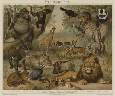 Afrikanische Fauna von German School