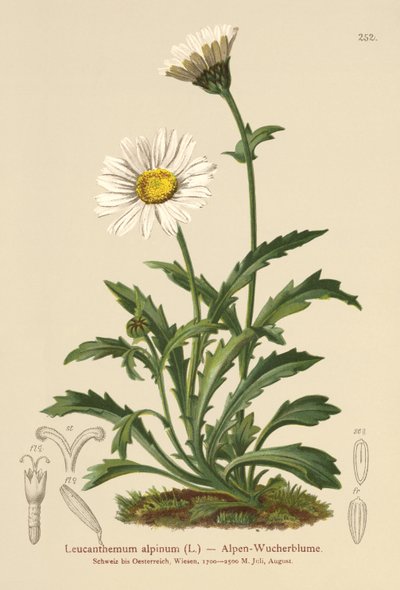 Alpen-Margerite von German School