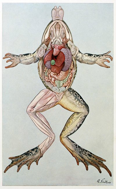 Anatomischer Querschnitt eines weiblichen Frosches, aus Brehms Tierleben, veröffentlicht in den 1860er Jahren (Farblithografie) von German School