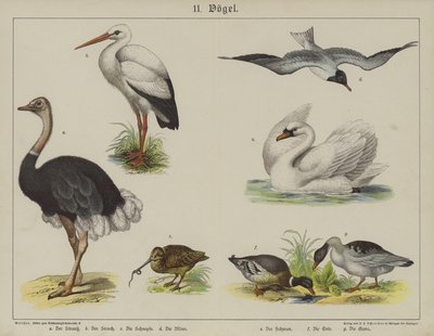 Tiere von German School