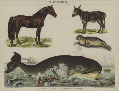 Tiere von German School
