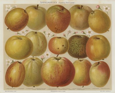 Äpfel von German School