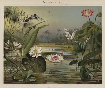 Wasserpflanzen von German School