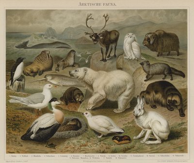 Arktische Fauna von German School