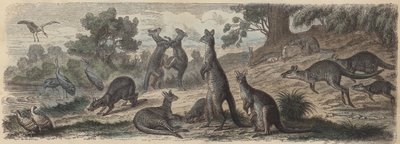 Australische Tierwelt (kolorierte Gravur) von German School