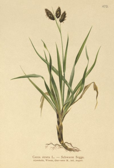 Schwarze Alpen-Segge (Carex atrata) von German School
