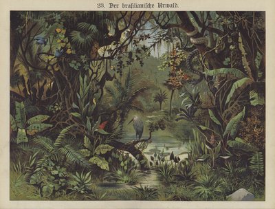 Brasilianischer Regenwald von German School