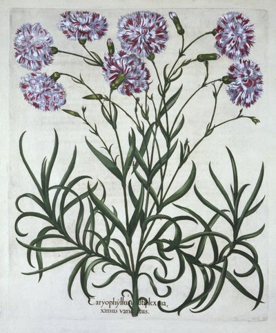 Nelke, aus Hortus Eystettensis, von Basil Besler (1561-1629), veröffentlicht 1613 von German School
