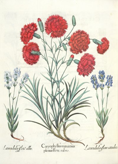 Nelken und Lavendel: 1. Caryophyllus maximus plenus flore rubro; 2. Lavandula flore albo; 3. Lavandula flore ceruleo, aus dem Hortus Eystettensis von Basil Besler, veröffentlicht 1613 von German School