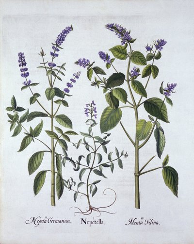 Katzenminze und Katzenkraut, aus Hortus Eystettensis, von Basil Besler (1561-1629), veröffentlicht 1613 von German School