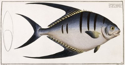 Chaetodon Glaucus, 1785-1788 von German School