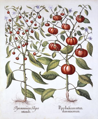 Chilischote [Nachtschattengewächse], aus Hortus Eystettensis, von Basil Besler, 1613 von German School