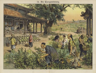 Chinesische Teeplantage von German School