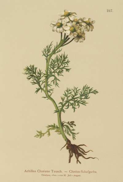 Clusius-Schafgarbe (Achillea clusiana, Achillea atrata ssp. clusiana) von German School