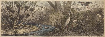Kolonie von Wasservögeln am Fluss Tisza in Ungarn von German School