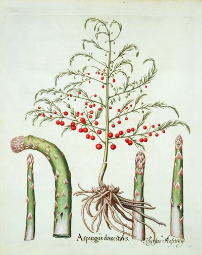 Gemeiner Spargel in Blüte und Frucht, aus dem Hortus Eystettensis von Basil Besler (1561-1629), veröffentlicht 1613 von German School