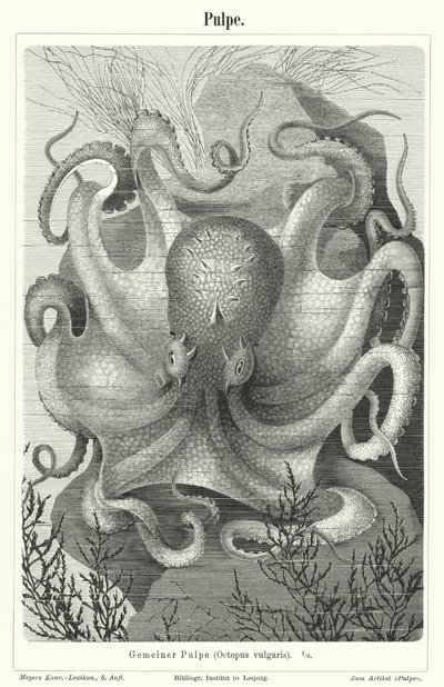 Gemeiner Oktopus von German School