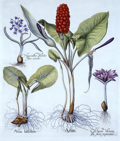 Gefleckter Aronstab, Frühlings-Wiesen-Safran, Sternhyazinthe, aus Hortus Eystettensis, von Basil Besler (1561-1629), veröffentlicht 1613 von German School
