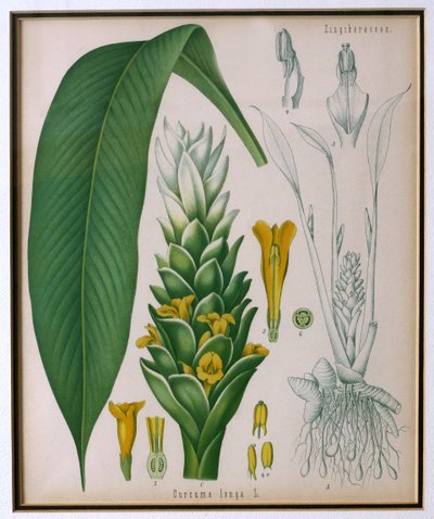 Curcuma longa (Kurkuma) aus Kohlers Heilpflanzen von Franz Eugen Kohler von German School