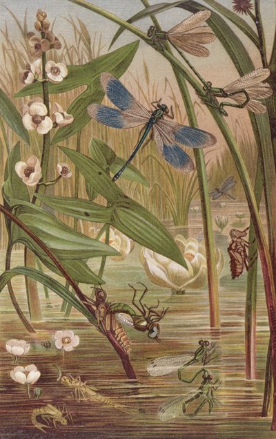 Schlupf einer Libelle, Tafel aus Brehms Tierleben: Allgemeine Kunde des Tierreichs, Bd.9, S.554, veröffentlicht vom Bibliographischen Institut, 1892 von German School
