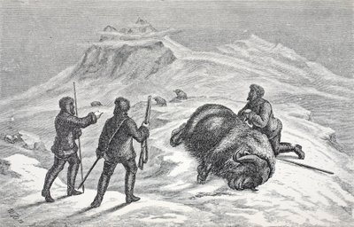 Tod des Moschusochsen von German School