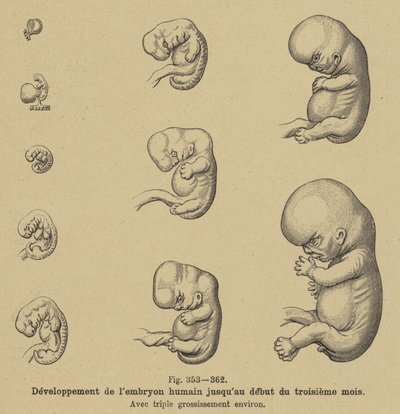 Entwicklung des menschlichen Embryos in den ersten drei Monaten der Schwangerschaft von German School