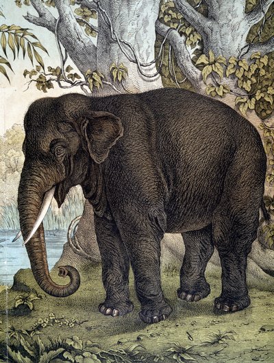 Elefant - in „Naturgeschichte der Säugetiere“, hrsg. von Schreiber, München von German School