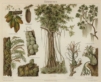 Epiphyten von German School