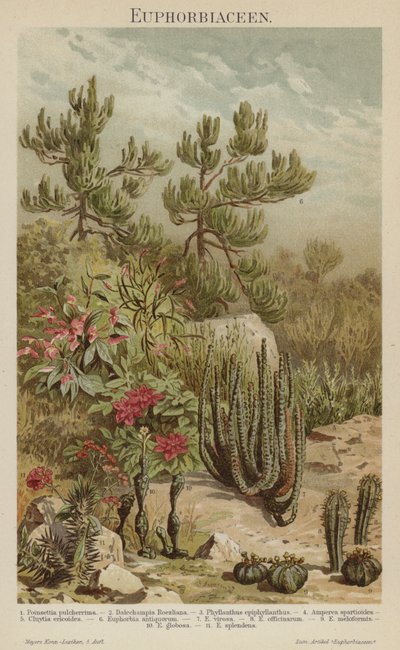 Euphorbien (Farblithografie) von German School