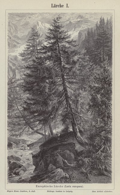 Europäische Lärche (Gravur) von German School