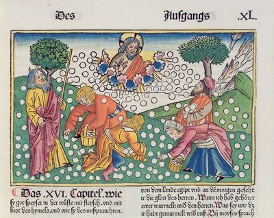 Exodus 16:13-22 Gott versorgt die Israeliten mit Wachteln und Manna, aus der Nürnberger Bibel (Biblia Sacra Germanaica) von German School