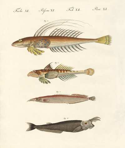 Fisch mit seltsamer Form von German School