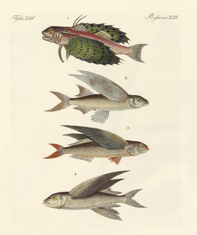 Fliegende Fische von German School