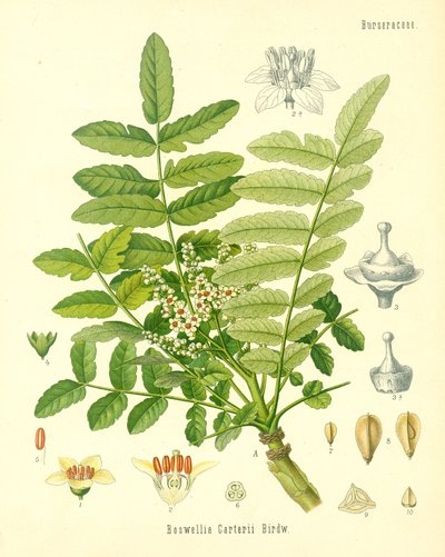 Weihrauch, Illustration aus Koehlers Heilpflanzen, veröffentlicht 1887 von German School