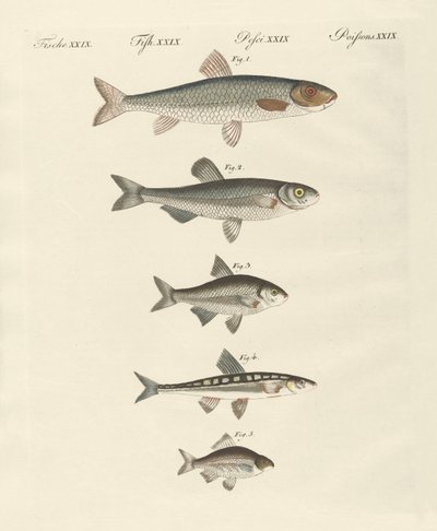 Deutsche Flussfische von German School