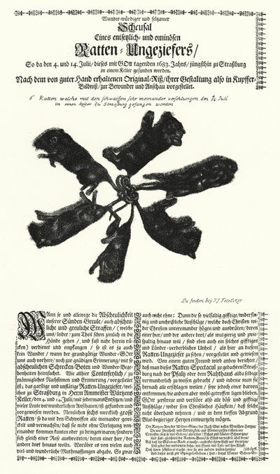 Riesige Ratten, die 1683 in Straßburg gefangen wurden von German School