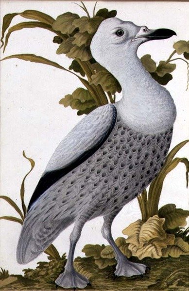 Graugans, ca. 1740 von German School