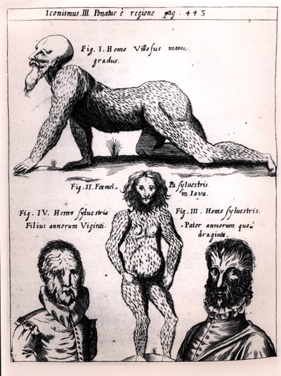 Haariger Mann und Wilder Mann, Illustration aus Physica Curiosa von Gaspar Schott (1608-66) von German School