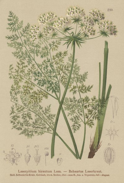 Hallers Haarstrang (Laserpitium hirsutum, Laserpitium halleri, Laserpitium panax) von German School