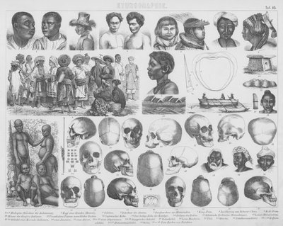 Illustration für Bilder-Atlas: Rassen und Schädel von German School