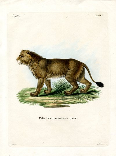 Indischer Löwe von German School