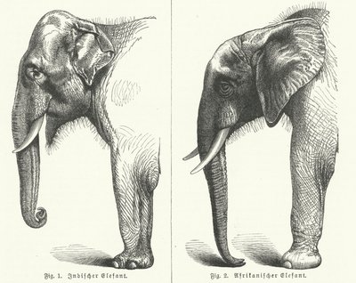 Indische und afrikanische Elefanten (Stich) von German School