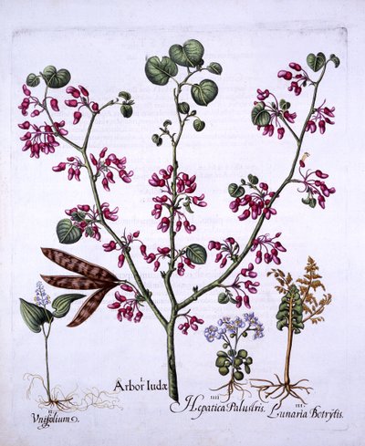 Judasbaum, Maiglöckchen, Mondkraut, Leberkraut, aus Hortus Eystettensis, von Basil Besler, 1613 von German School
