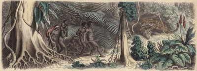 Dschungel in Brasilien von German School