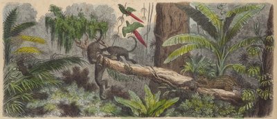 Dschungel in Brasilien von German School