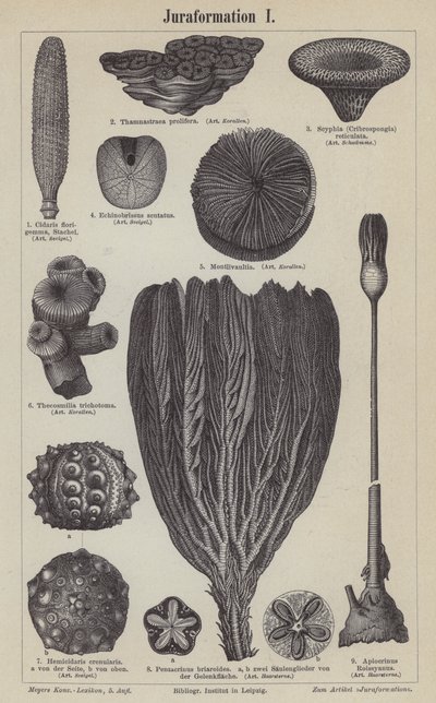 Jurassische Fossilien von German School