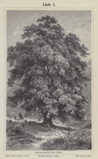 Lindenbaum (Gravur) von German School
