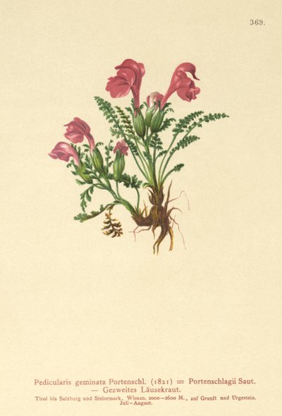 Läusekraut (Pedicularis geminata, Pedicularis Portenschlagii, Pedicularis pumila) von German School